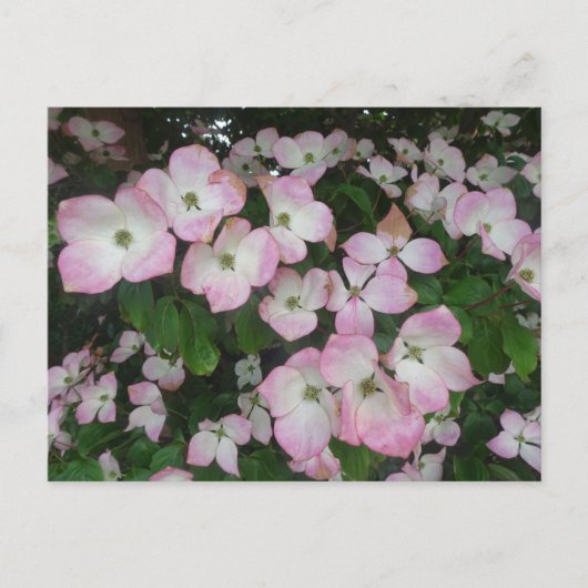 Roze bloemen - DIY Briefkaart (Voorkant)