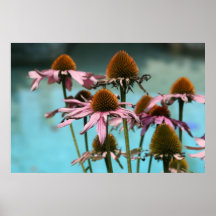 Roze bloemen door het water