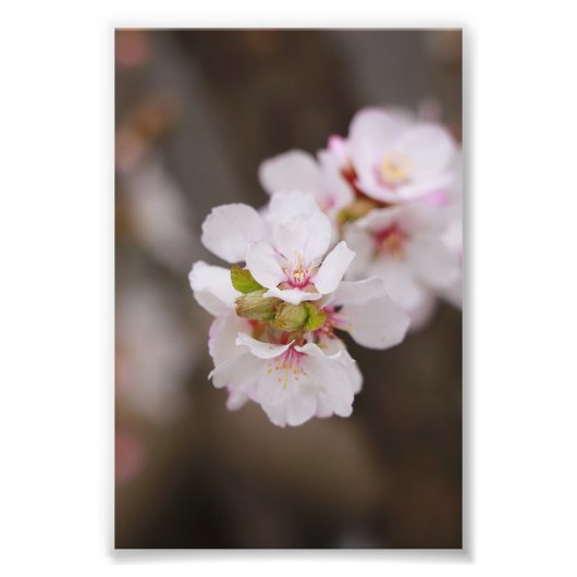 Roze bloemen foto afdruk (Voorkant)