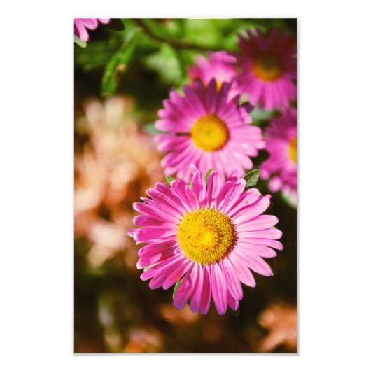 Roze bloemen foto afdruk (Voorkant)