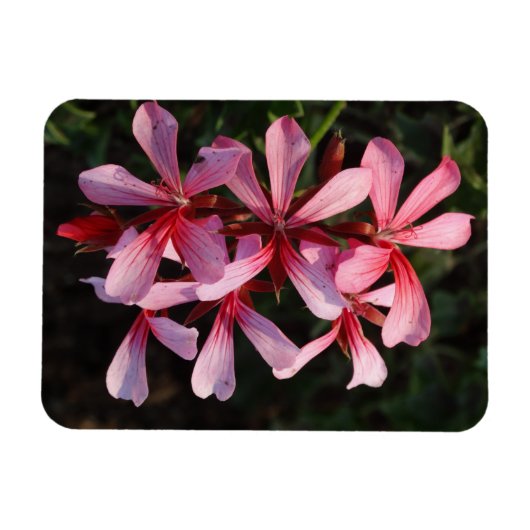 Roze Bloemen Foto Magneet (Horizontaal)