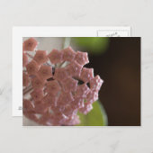 Roze bloemen Fotografie Briefkaart (Voorkant / Achterkant)