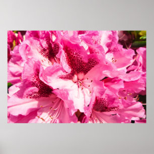 Roze Bloemen Gelukzaligheid - gepersonaliseerd Poster