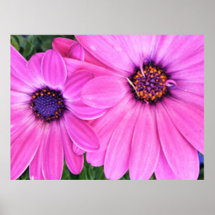 Roze bloemen Gerbera Daisy Floral Poster