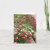Roze Bloemen in Bloei Kaart (Voorkant)