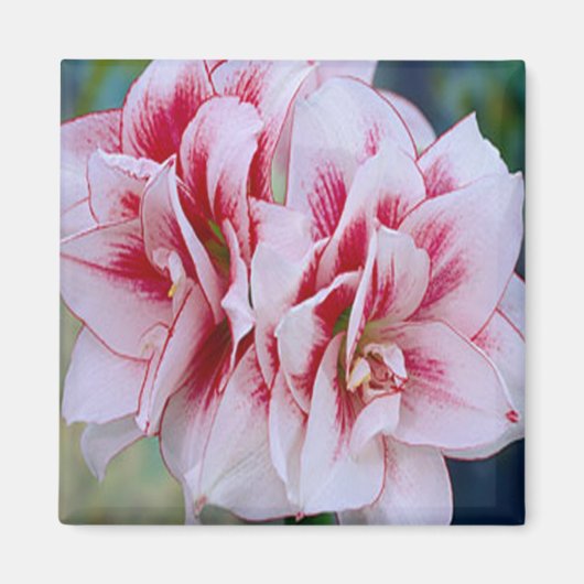 Roze bloemen Magnet (Voorkant)