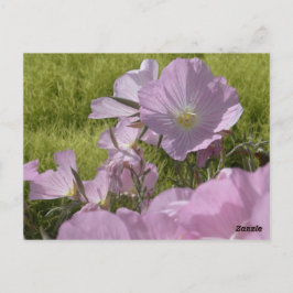 Roze Bloemen Natuur Foto Ansichtkaart Briefkaart