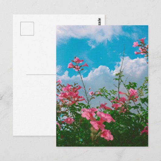 Roze Bloemen Onder Blauwe Hemel Met Wolken - Natuu Briefkaart (Voorkant / Achterkant)