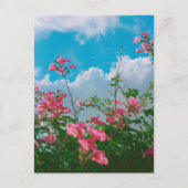 Roze Bloemen Onder Blauwe Hemel Met Wolken - Natuu Briefkaart (Voorkant)
