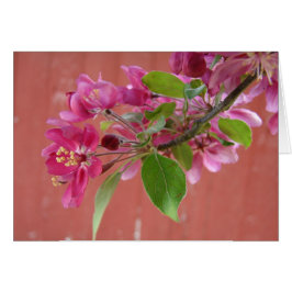 Roze bloemen op bomen, Moederdag