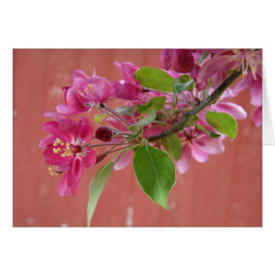 Roze bloemen op bomen, Moederdag