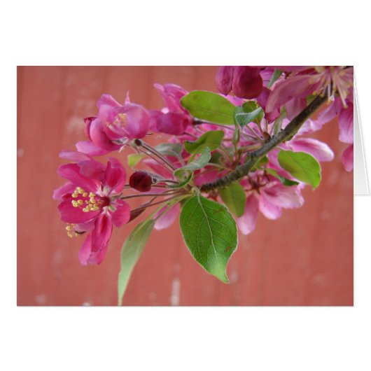 Roze bloemen op bomen, Moederdag (Voorkant Horizontaal)