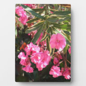 Roze bloemen op de boom fotoplaat (voorkant)