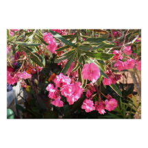 Roze bloemen op de boom