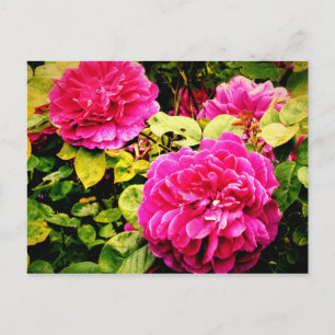 Roze bloemen op Kew Gardens Foto Briefkaart