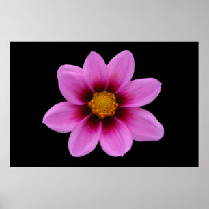 Roze Bloemen Poster