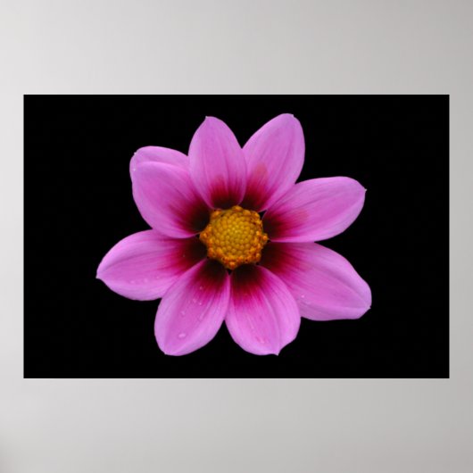 Roze Bloemen Poster (Voorkant)