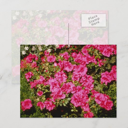 Roze bloemen Rhododendron Indicum "Roos" (Azalea) Briefkaart (Voorkant / Achterkant)