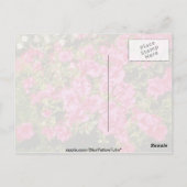 Roze bloemen Rhododendron Indicum "Roos" (Azalea) Briefkaart (Achterkant)