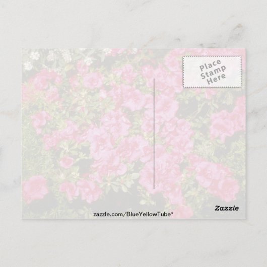 Roze bloemen Rhododendron Indicum "Roos" (Azalea) Briefkaart (Achterkant)