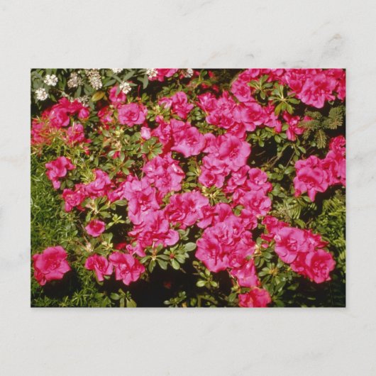 Roze bloemen Rhododendron Indicum "Roos" (Azalea) Briefkaart (Voorkant)