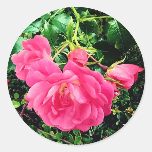 Roze bloemen ronde sticker (Voorkant)