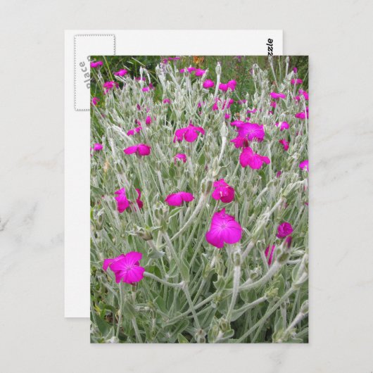 Roze bloemen-Roos campion in een Engelse tuin Briefkaart (Voorkant / Achterkant)