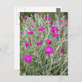 Roze bloemen-Roos campion in een Engelse tuin Briefkaart (Voorkant / Achterkant)