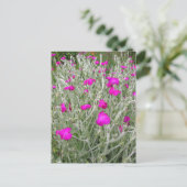 Roze bloemen-Roos campion in een Engelse tuin Briefkaart (Staand voorkant)