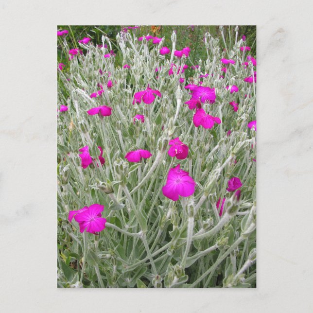 Roze bloemen-Roos campion in een Engelse tuin Briefkaart (Voorkant)