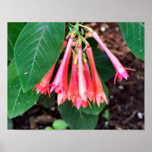 roze bloemen sluiten dicht poster