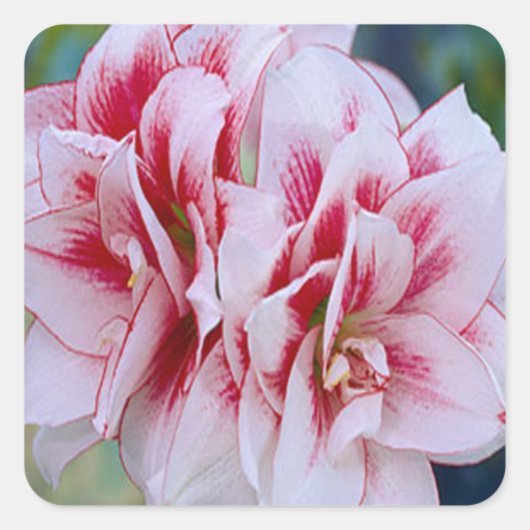 Roze bloemen Stickers (Voorkant)