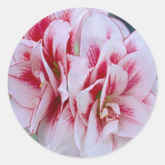 Roze bloemen Stickers (Voorkant)
