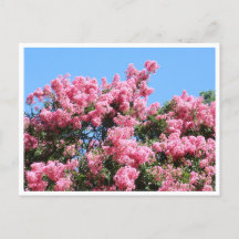 Roze Bloemen Tegen Een Blauwe Lucht Botanische Pre
