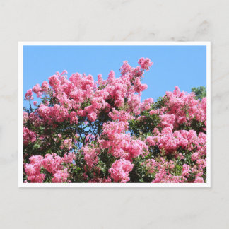Roze Bloemen Tegen Een Blauwe Lucht Botanische Pre Briefkaart