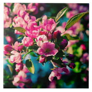 Roze Bloemen van de Krabappel Tegeltje