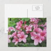 Roze bloemen van Duitsland Briefkaart (Voorkant / Achterkant)