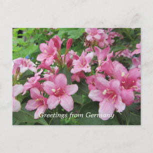 Roze bloemen van Duitsland Briefkaart