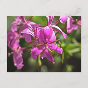Roze bloemen van een klimopbladige geranium briefkaart