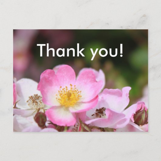  roze bloemen van wild roos voor dames briefkaart (Voorkant)