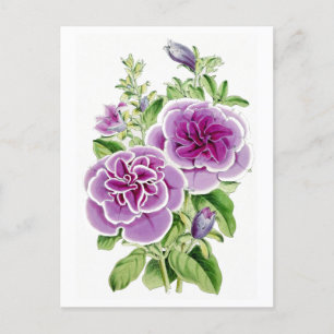 Roze Bloemen Vintage Botanische Ansichtkaart Briefkaart