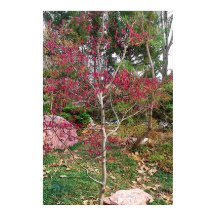 Roze Bloemenboom Fotografische Print