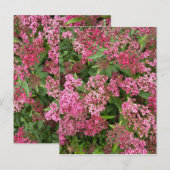 Roze bloemennatuuransichtkaart briefkaart (Voorkant / Achterkant)