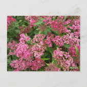Roze bloemennatuuransichtkaart briefkaart (Achterkant)