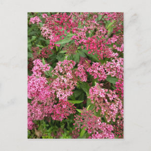 Roze bloemennatuuransichtkaart briefkaart
