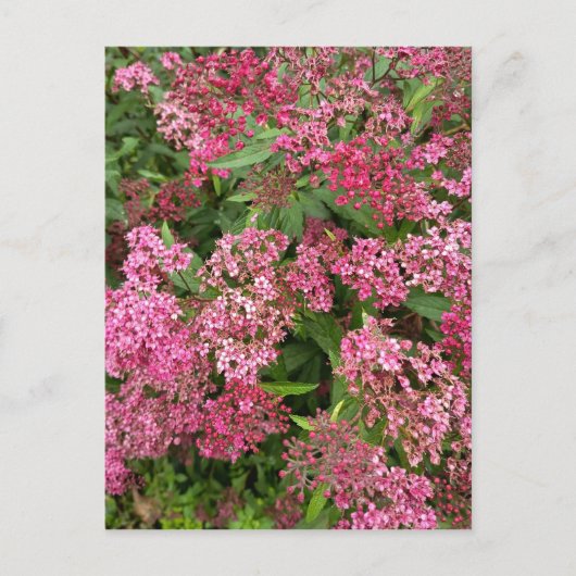 Roze bloemennatuuransichtkaart briefkaart (Voorkant)