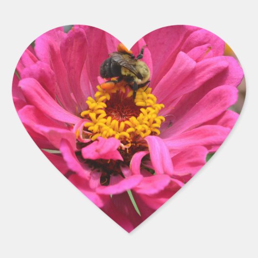  roze bloemenroze Zinnia Bumble bee Hart Sticker (Voorkant)
