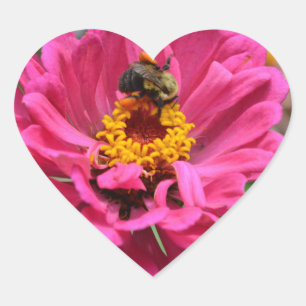 roze bloemenroze Zinnia Bumble bee Hart Sticker