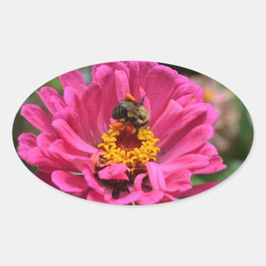  roze bloemenroze Zinnia Bumble bee Ovale Sticker (Voorkant)