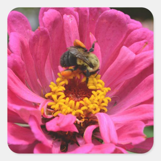  roze bloemenroze Zinnia Bumble bee Vierkante Sticker (Voorkant)